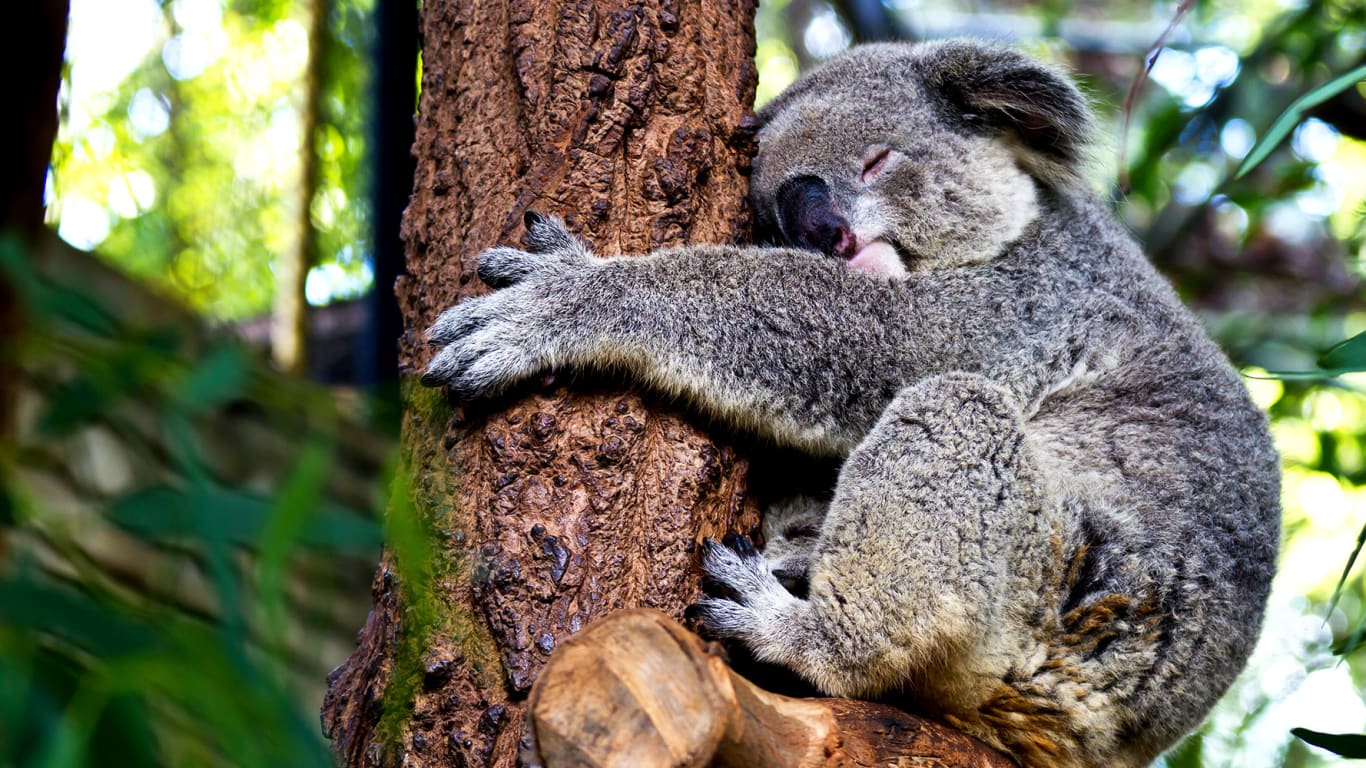 Koala Bear Sanctuary — The Traveling American