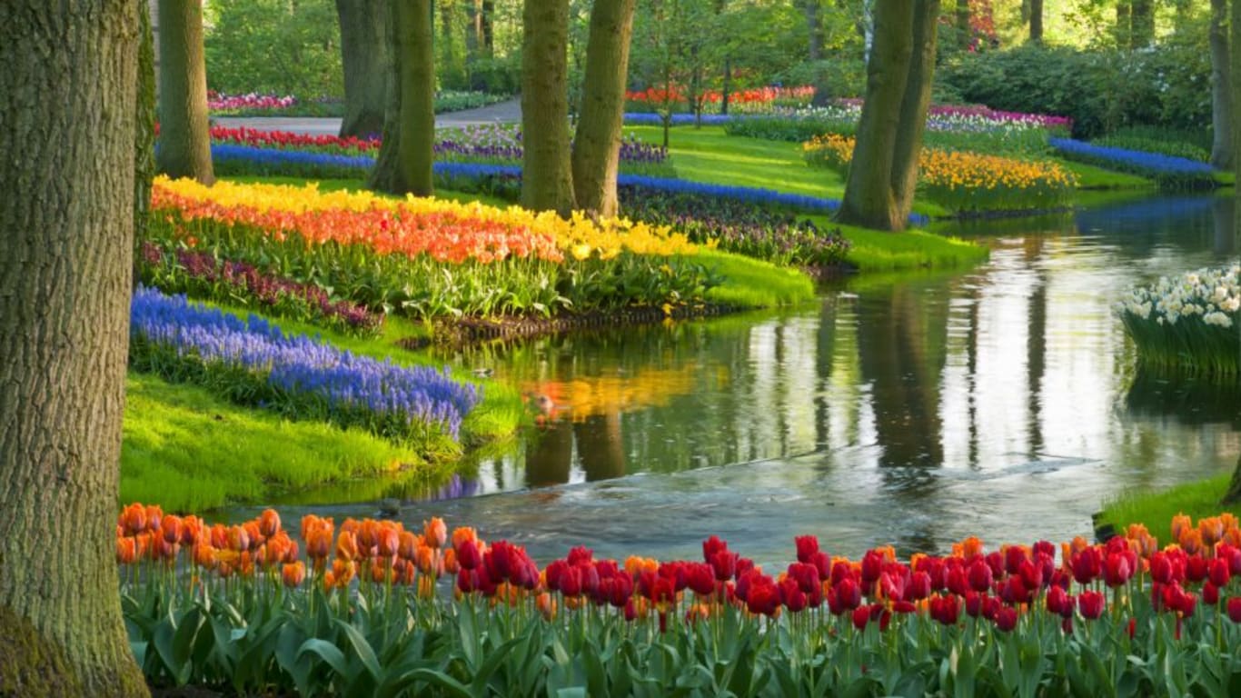 tulip garden design ideas