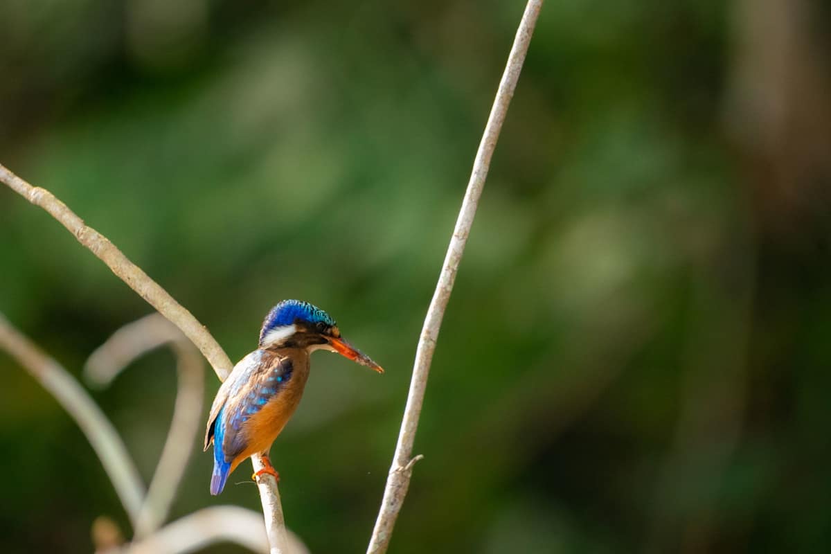 Congo: Africa's Rainforest Frontier photo 2