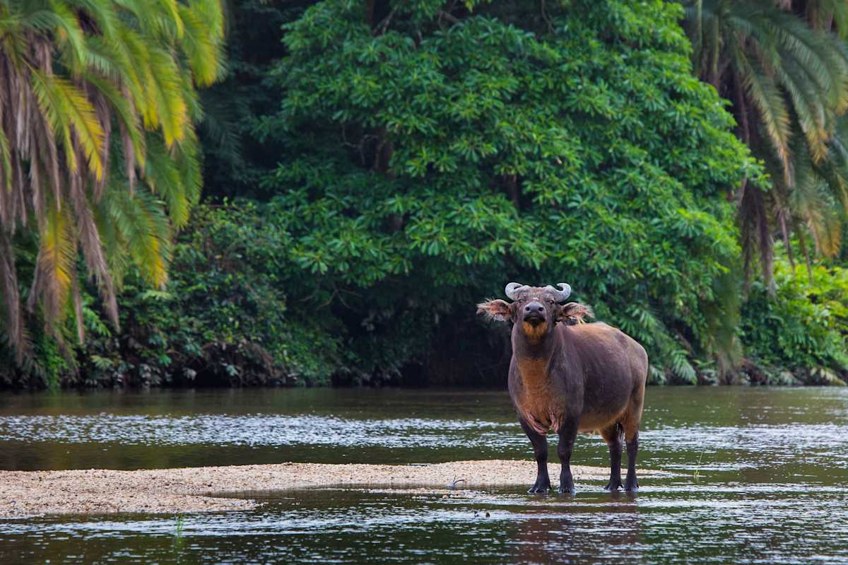 Congo: Africa's Rainforest Frontier photo 4