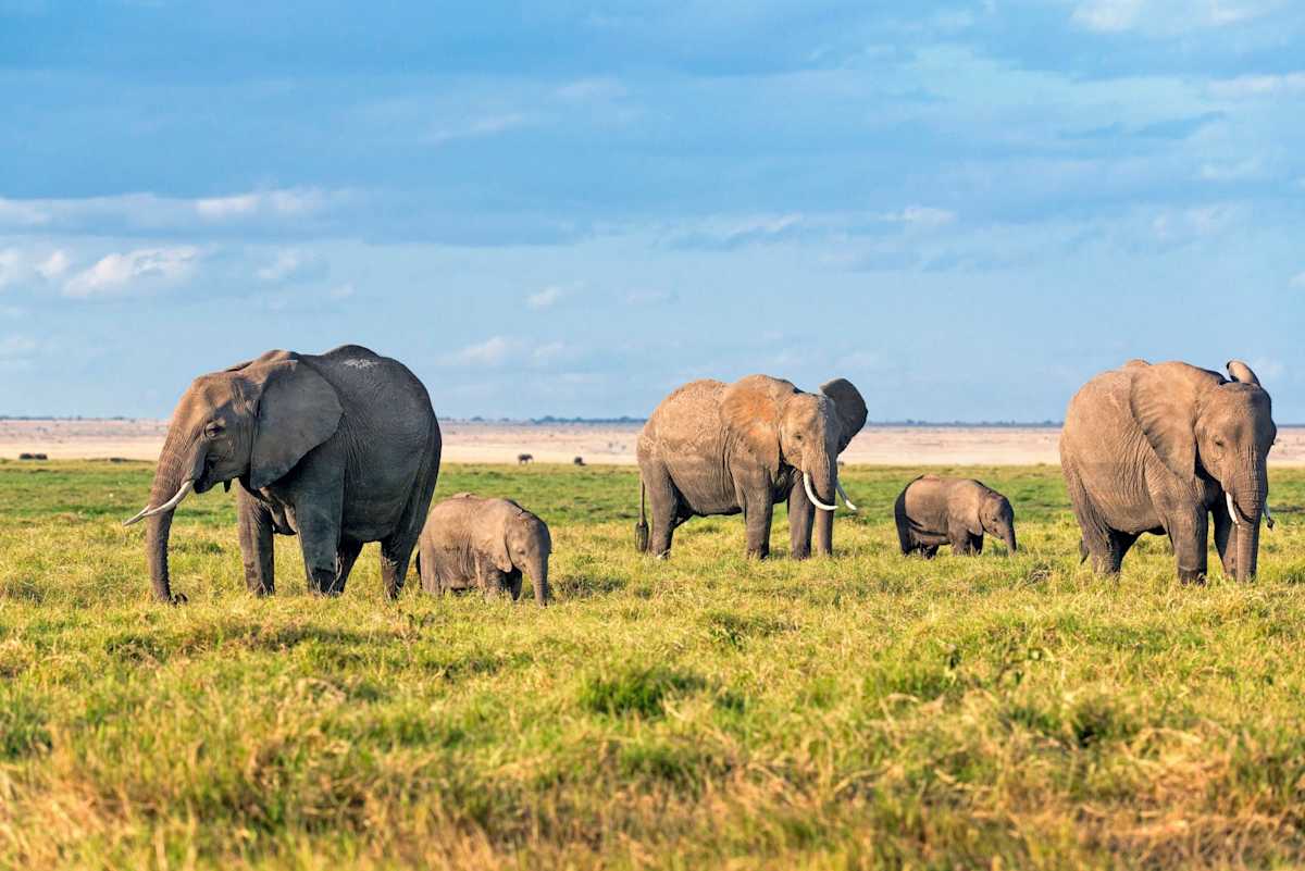 Luxury Kenya Safari with Giraffe Manor photo 9