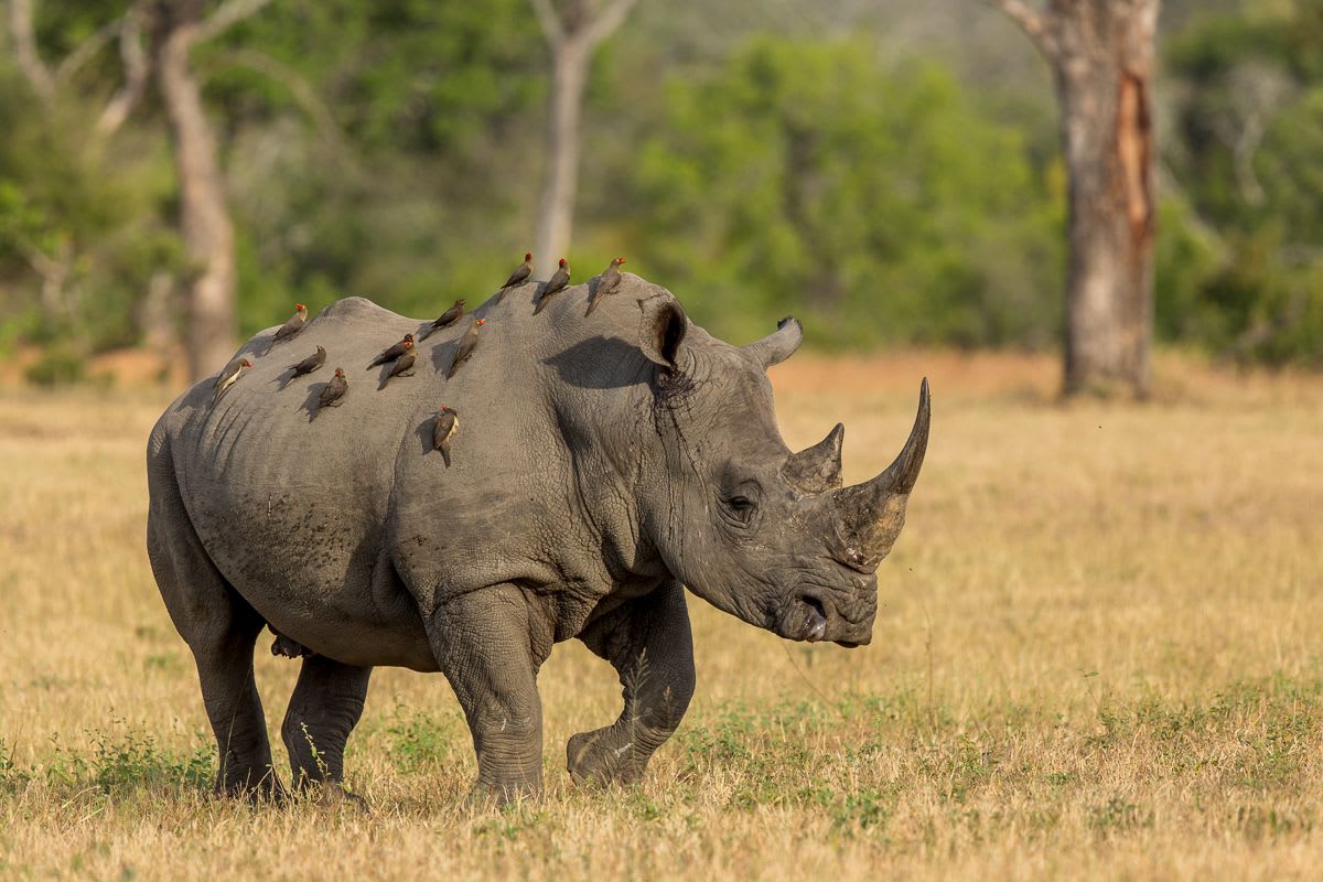 Kenya Safari & Seychelles Island Paradise photo 4