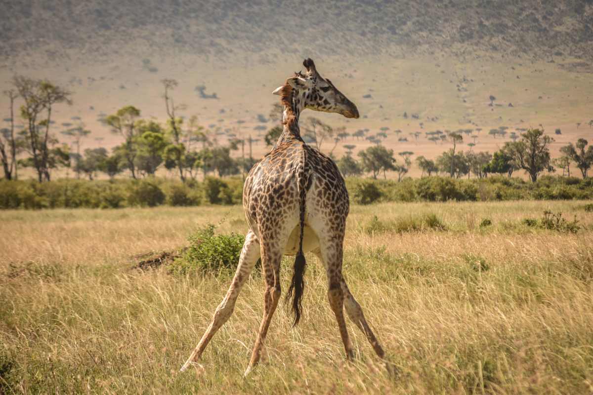 Kenya and Tanzania Game Tracker  photo 3