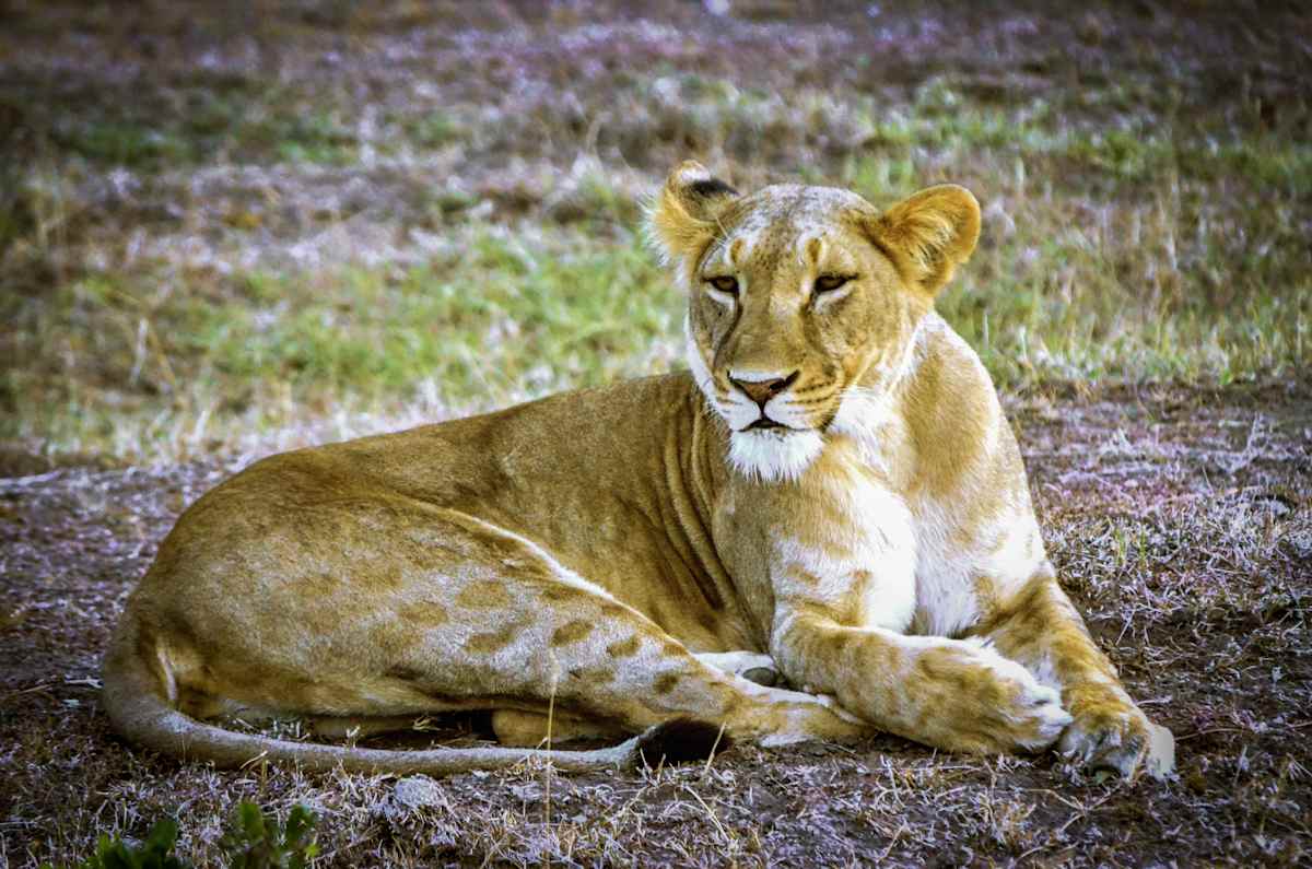 Kenya and Tanzania Game Tracker  photo 5