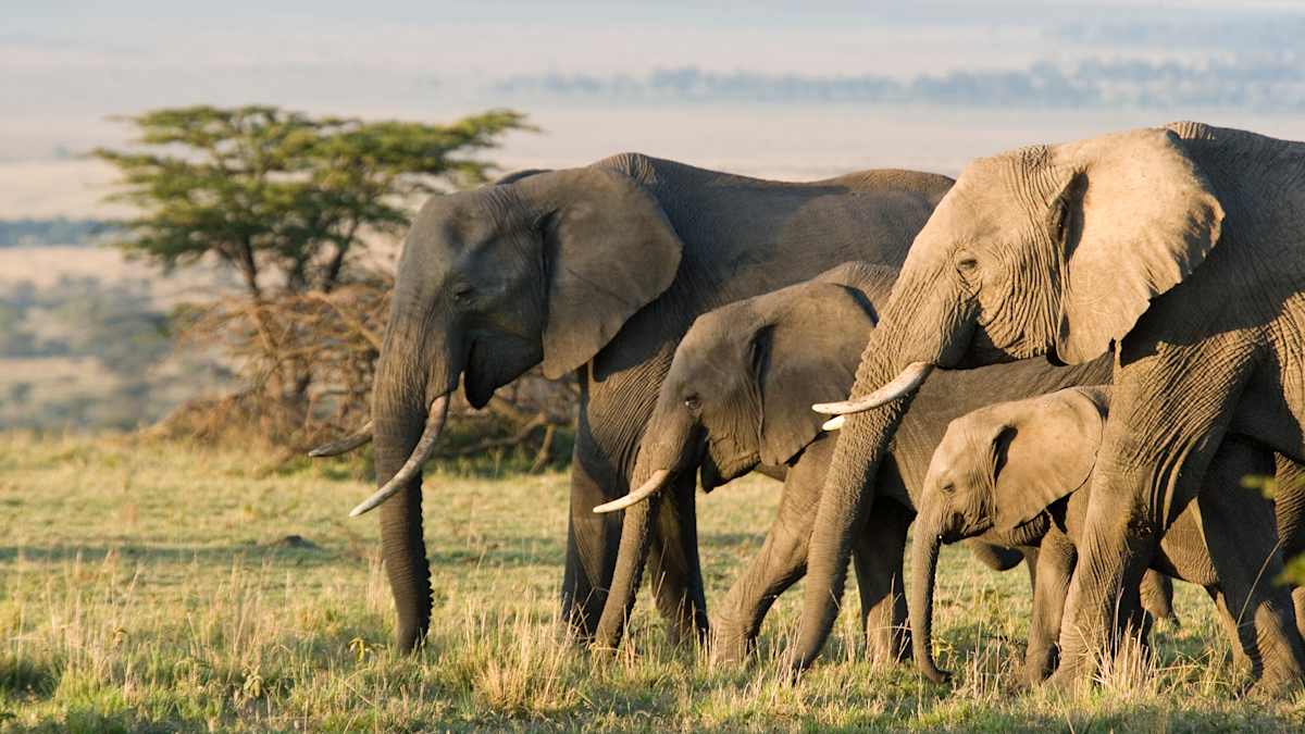 Kenya Safari & Seychelles Island Paradise photo 1
