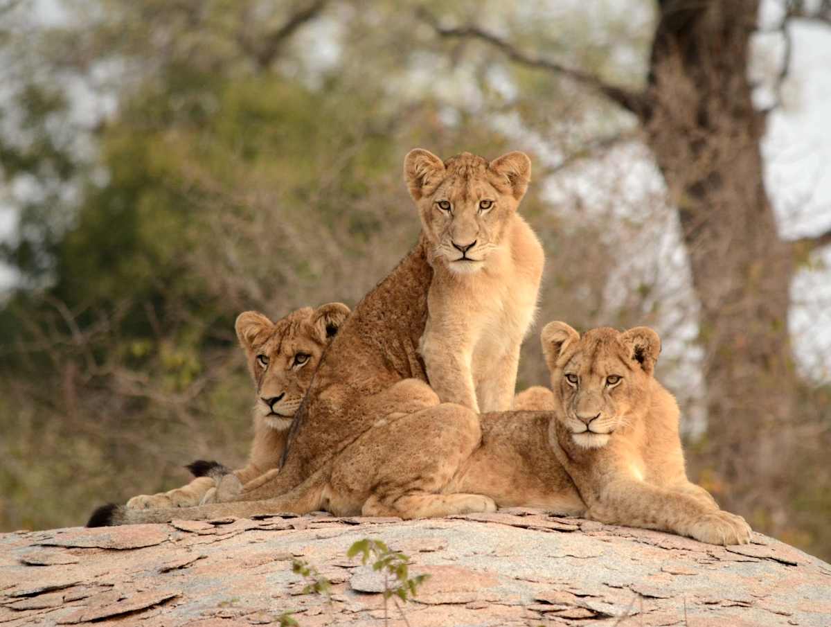 Luxury Kenya Safari with Giraffe Manor photo 6