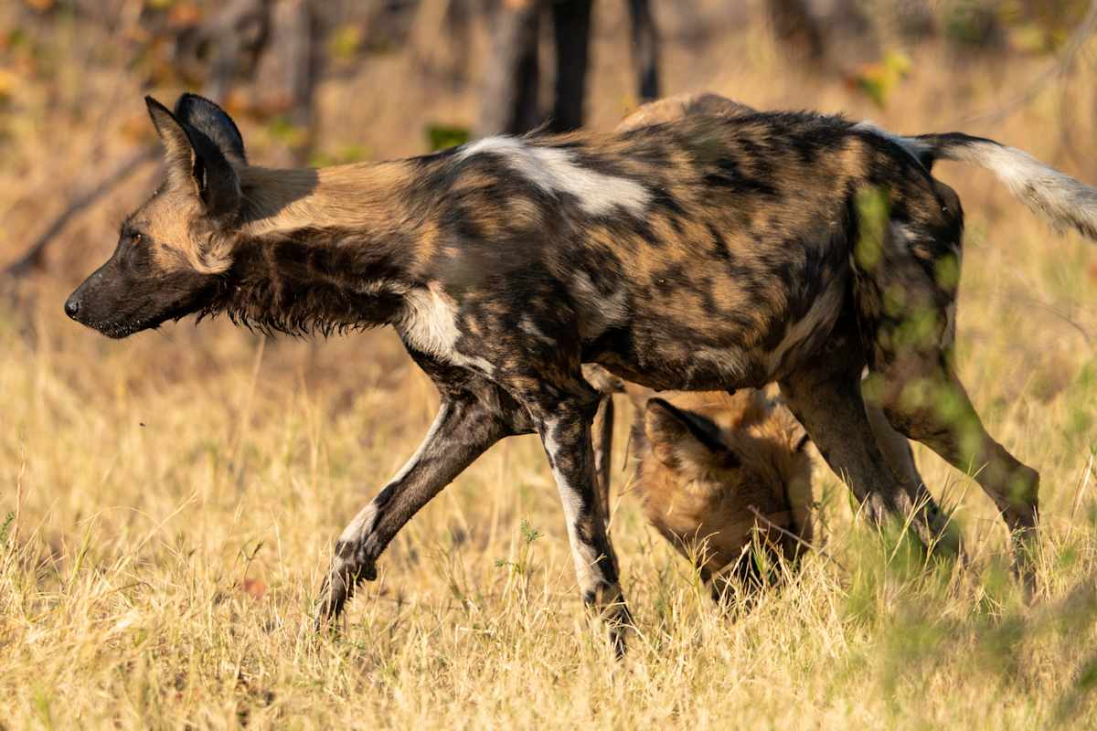 Ultimate Kenya Safari: Rare Species & Starry Nights photo 7