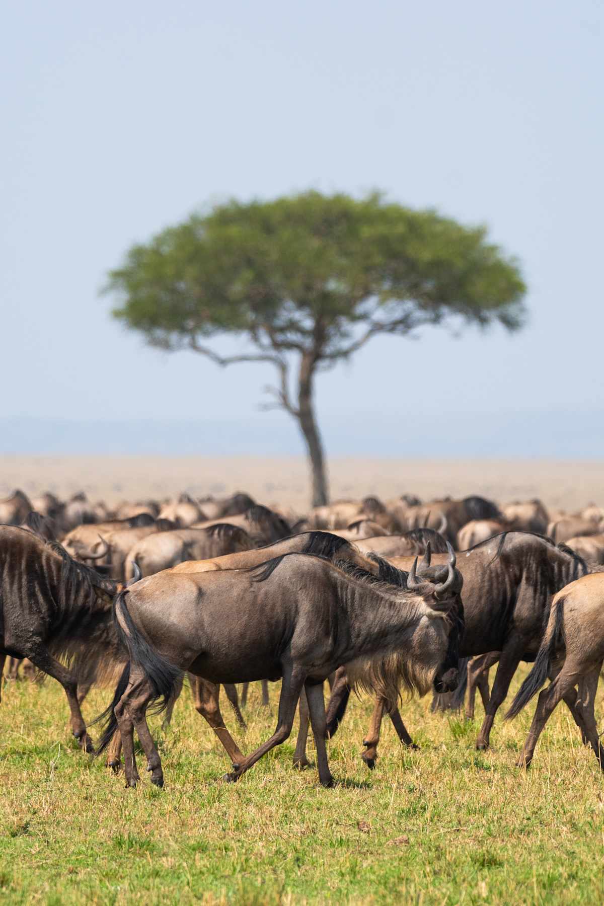 Wild Wonders of East Africa: Kenya, Tanzania & Rwanda photo 2