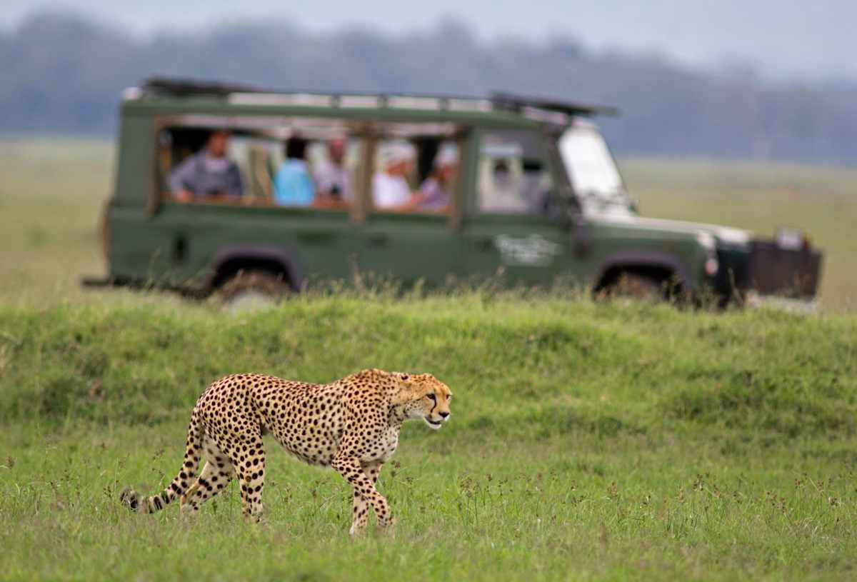 Luxury Kenya Safari with Giraffe Manor photo 4