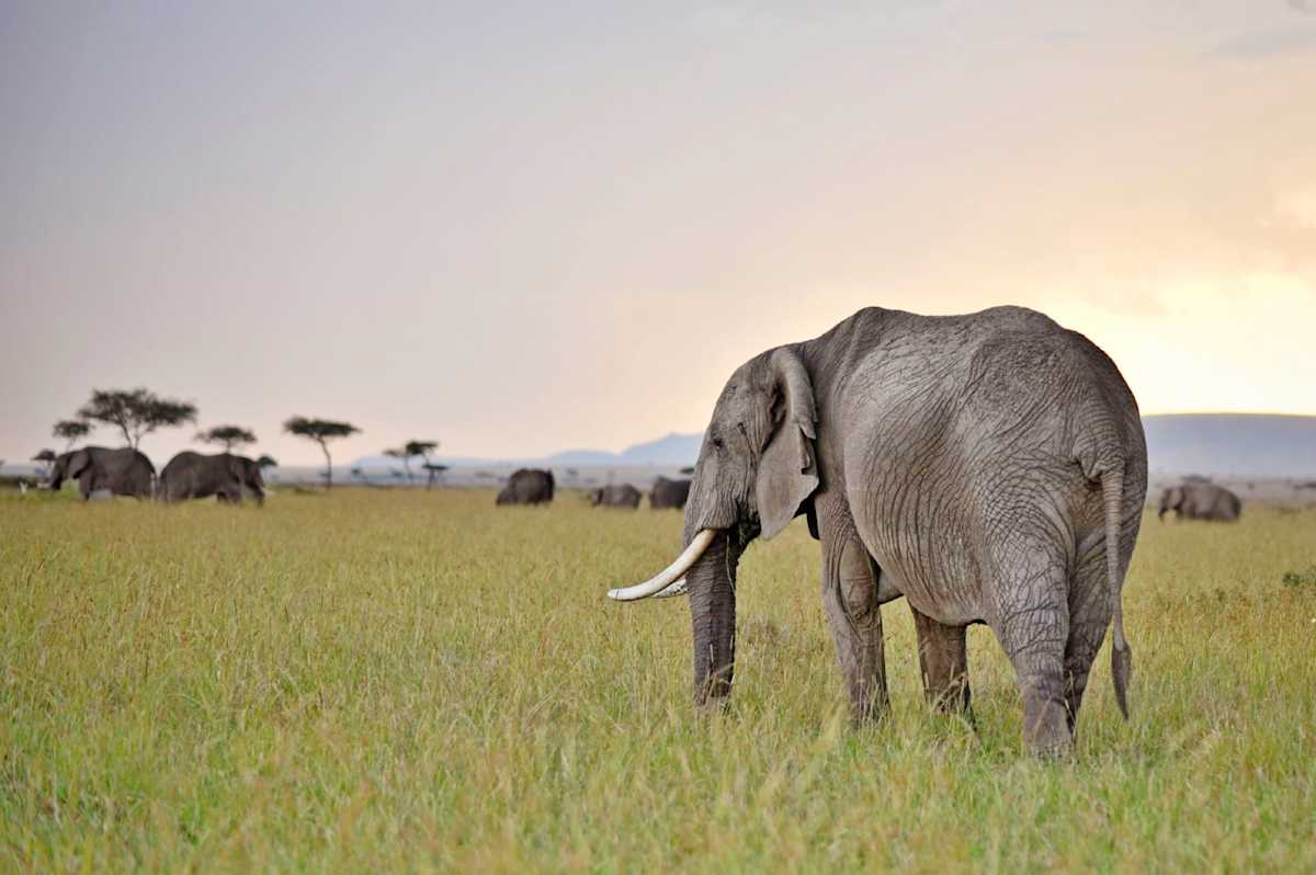 Egypt & Kenya: Ancient Pyramids & Big Five Safari photo 2