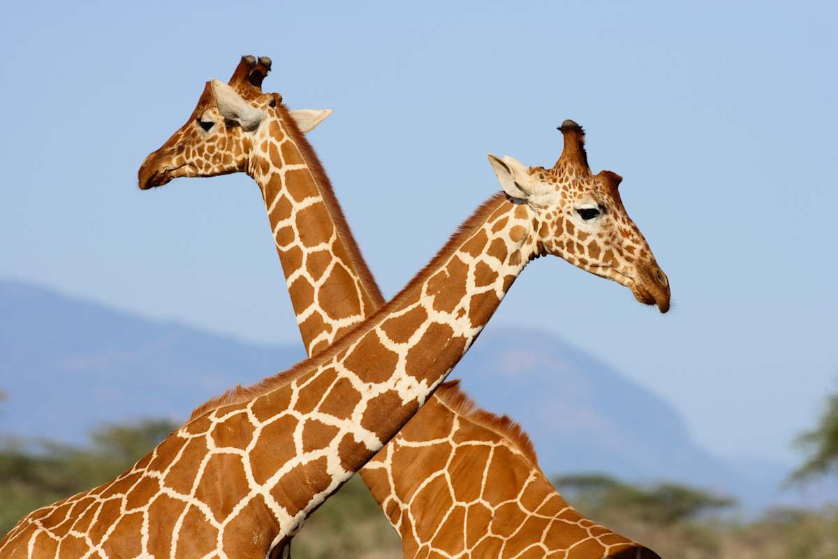 Luxury Kenya Safari with Giraffe Manor photo 11