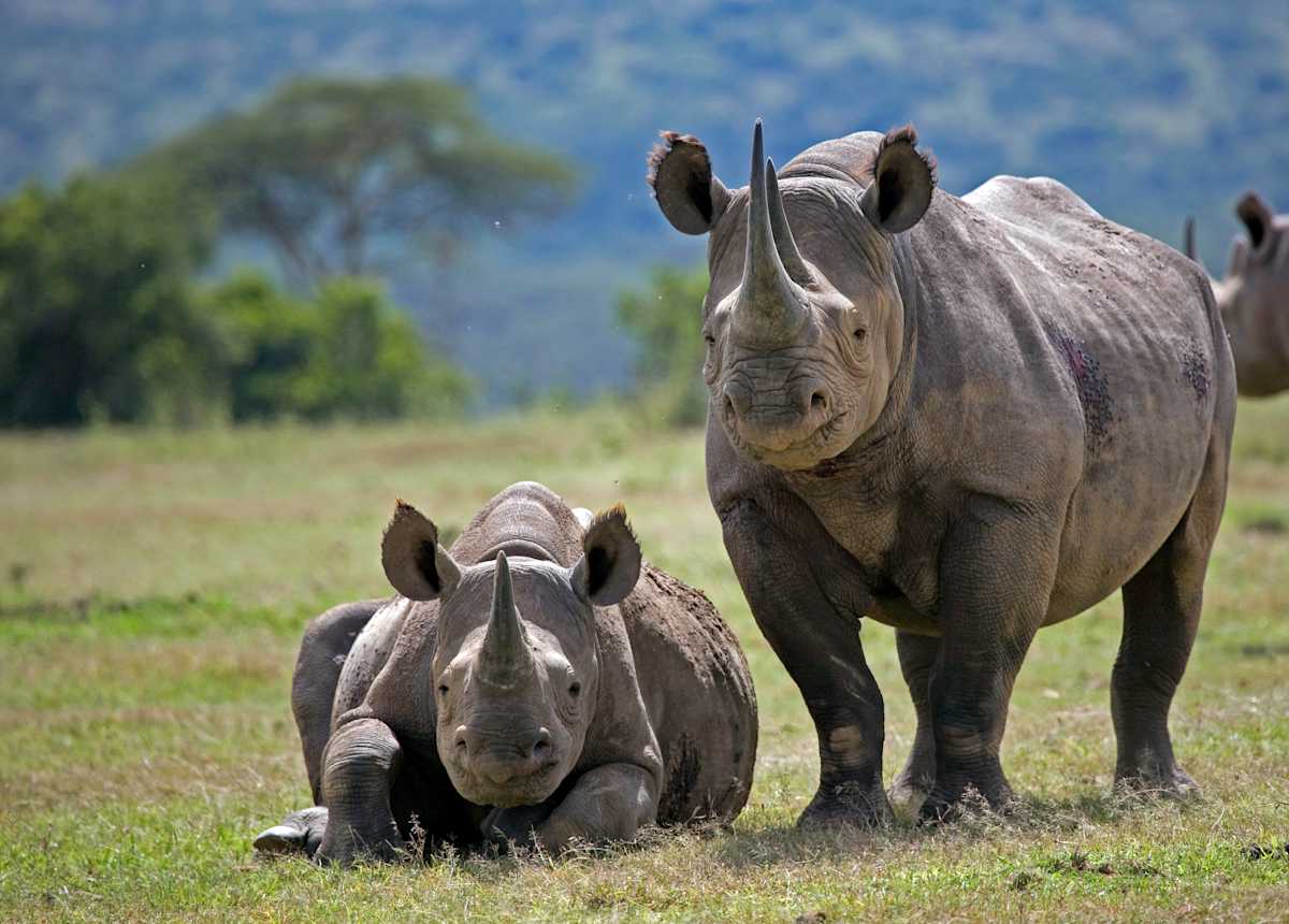 Classic Kenya Safari & Social Impact photo 2