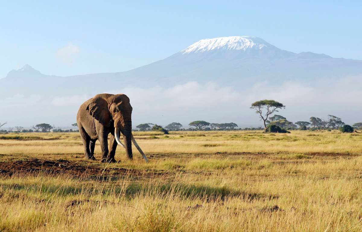 Luxury Kenya Safari with Giraffe Manor photo 5