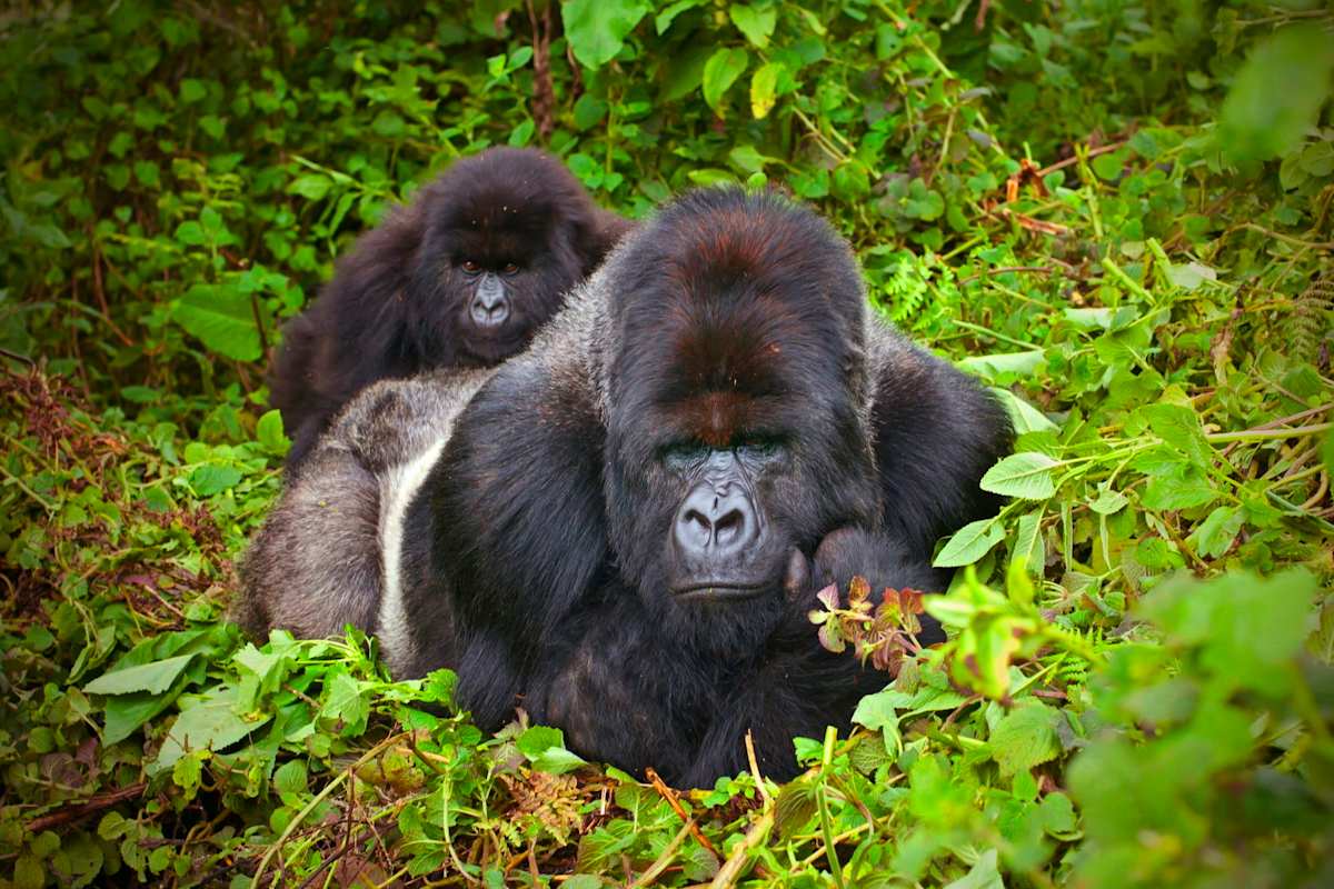 Best of Rwanda in Style photo 2