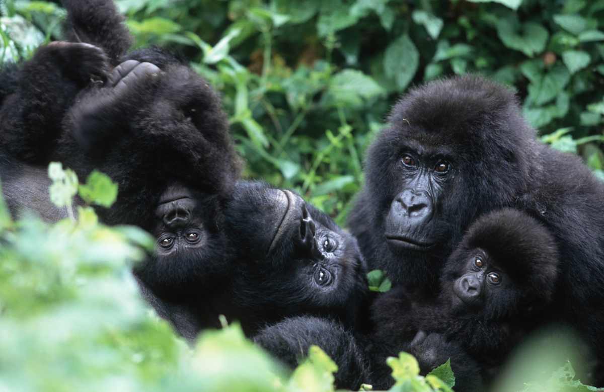 Essential Rwanda: Gorilla Encounters photo 4