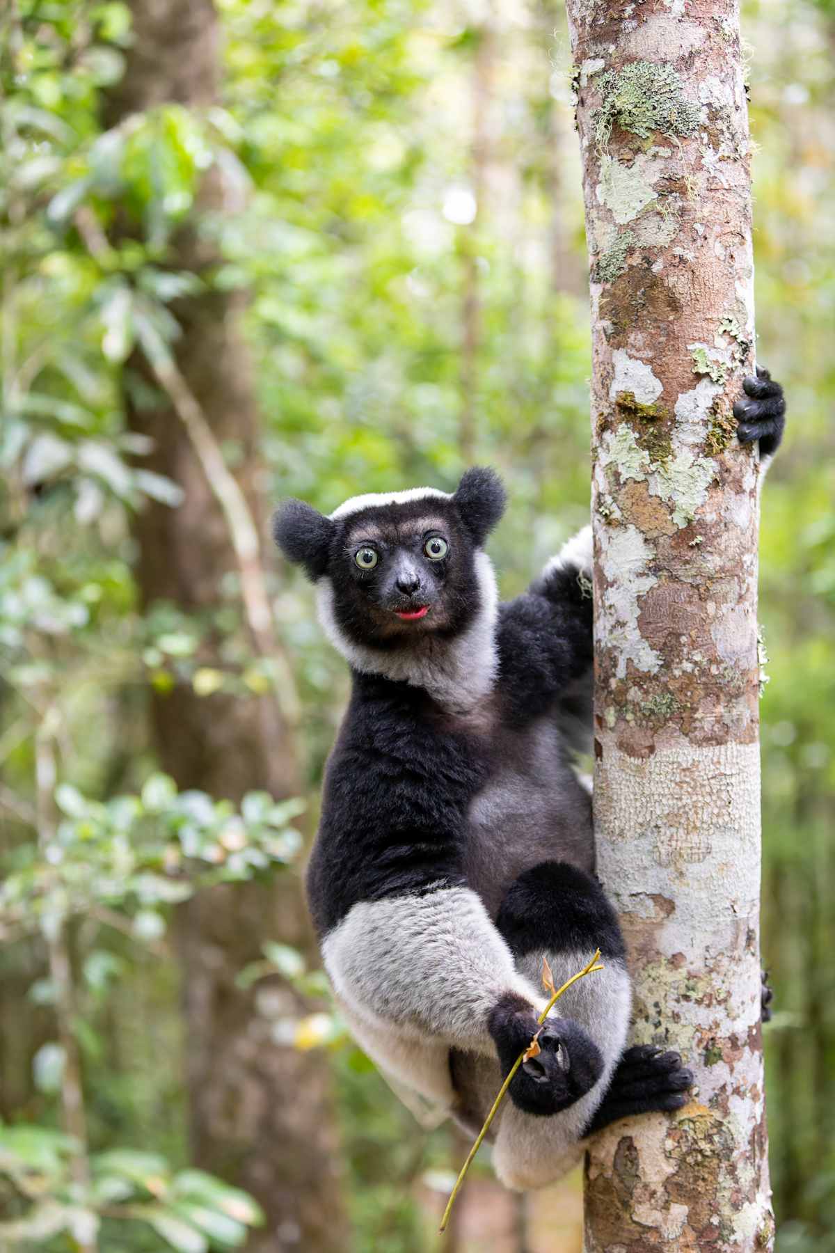 Rare Encounters: Primates of Madagascar & Uganda photo 2