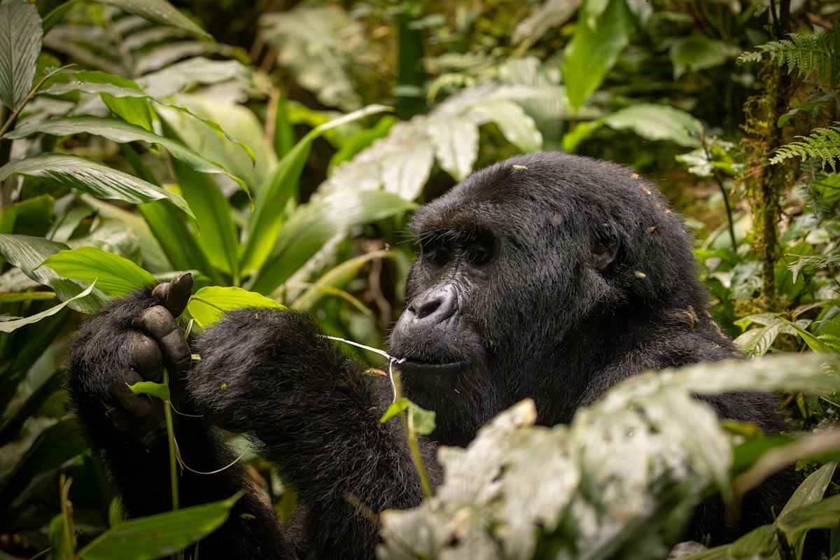 Rare Encounters: Primates of Madagascar & Uganda photo 1