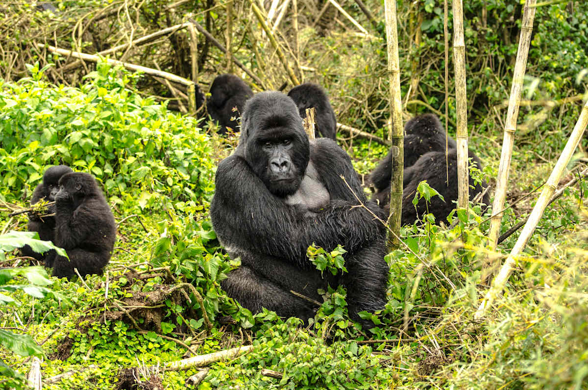 Uganda and Rwanda Gorilla Trekking photo 5