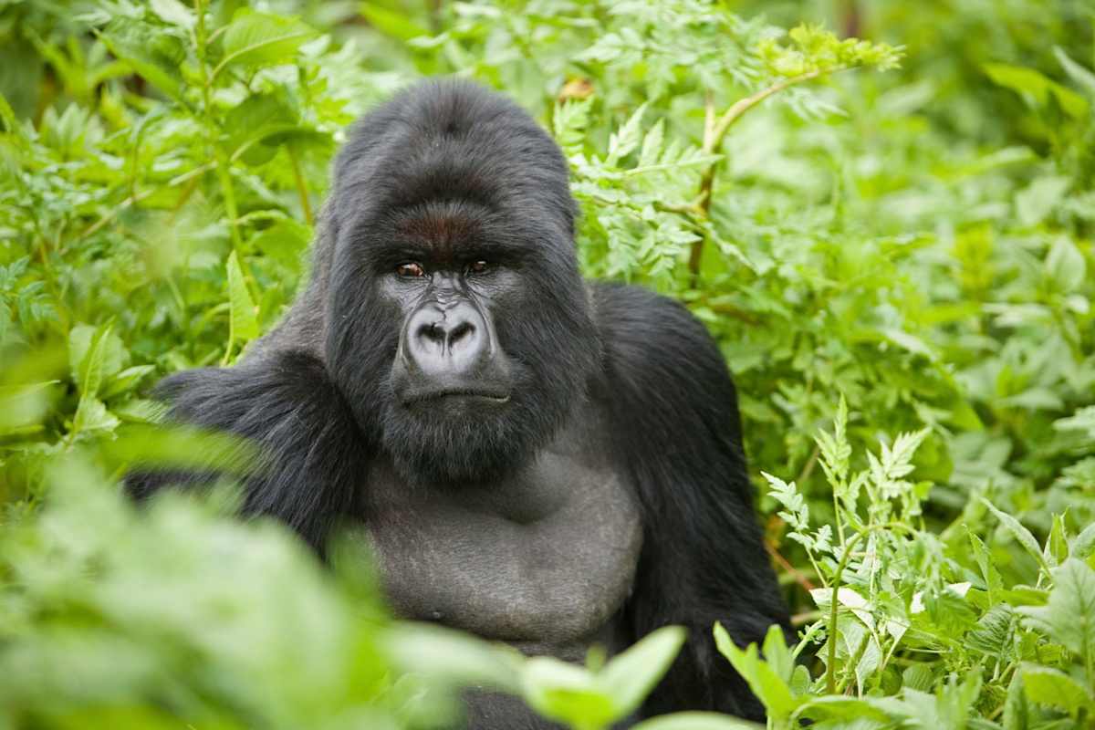 Uganda Highlights  photo 5
