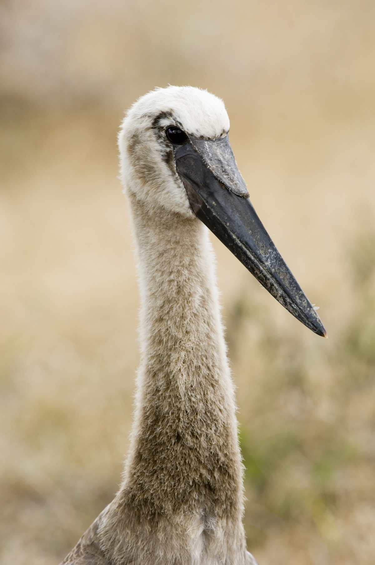 Southern Tanzania Safari & Zanzibar Escape photo 2