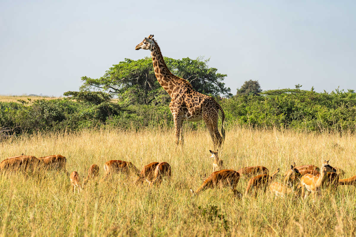 Uncharted Tanzania: North to South Safari photo 4