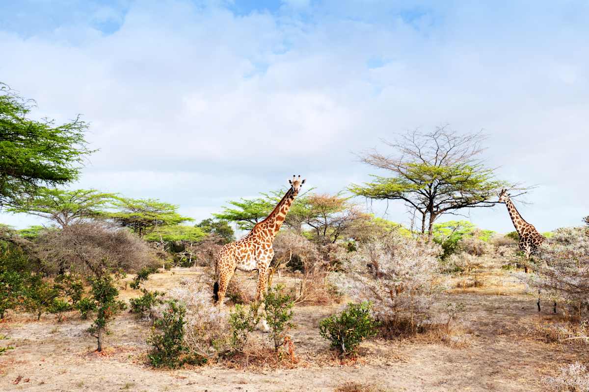 Uncharted Tanzania: North to South Safari photo 5