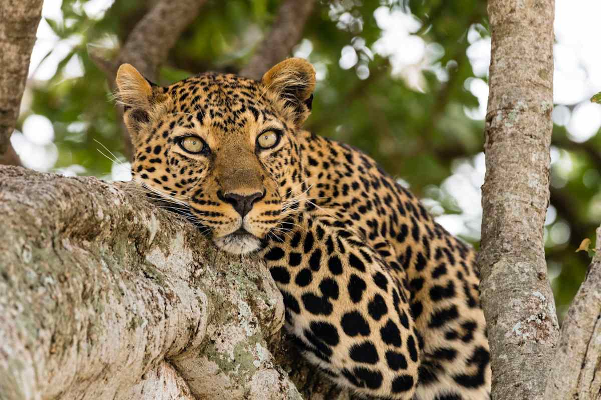 Luxury Kenya Safari with Giraffe Manor photo 7