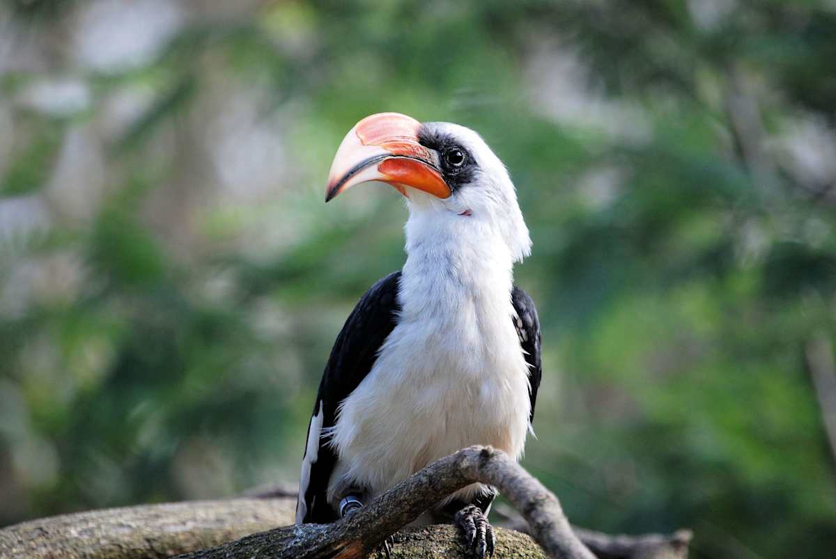 Wildlife Wonders of Malaysia photo 4