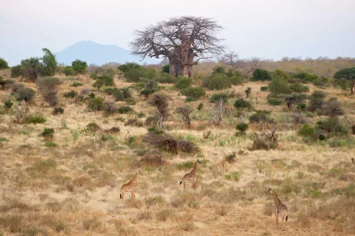 Off-the-Beaten-Path Tanzania & Mafia Island photo 3