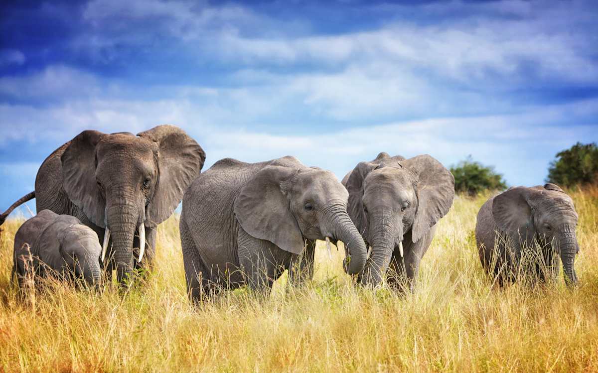 Tanzania Bucket List Safari: Crater & Big Five photo 5