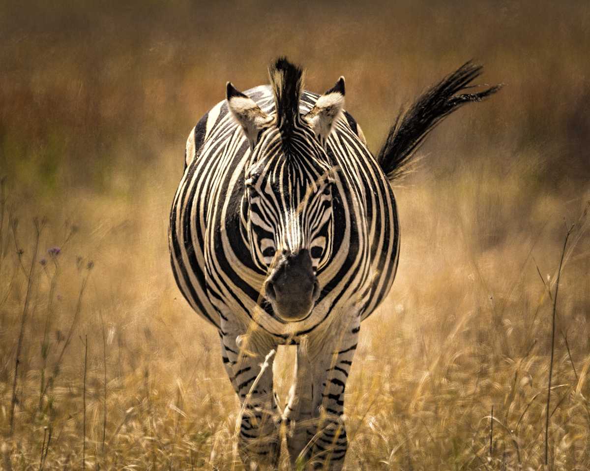 Tanzania’s Great Migration Safari photo 3