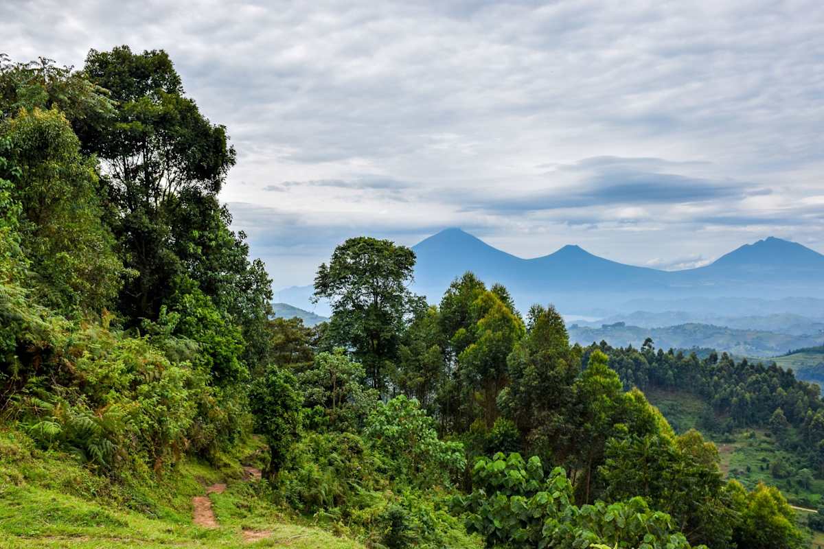 Uganda and Rwanda Gorilla Trekking photo 8
