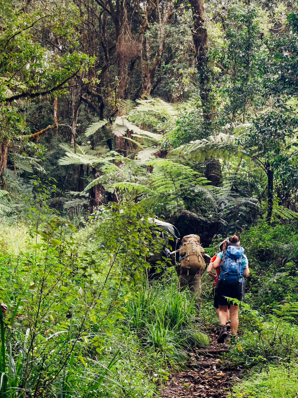 Uganda and Rwanda Gorilla Trekking photo 2
