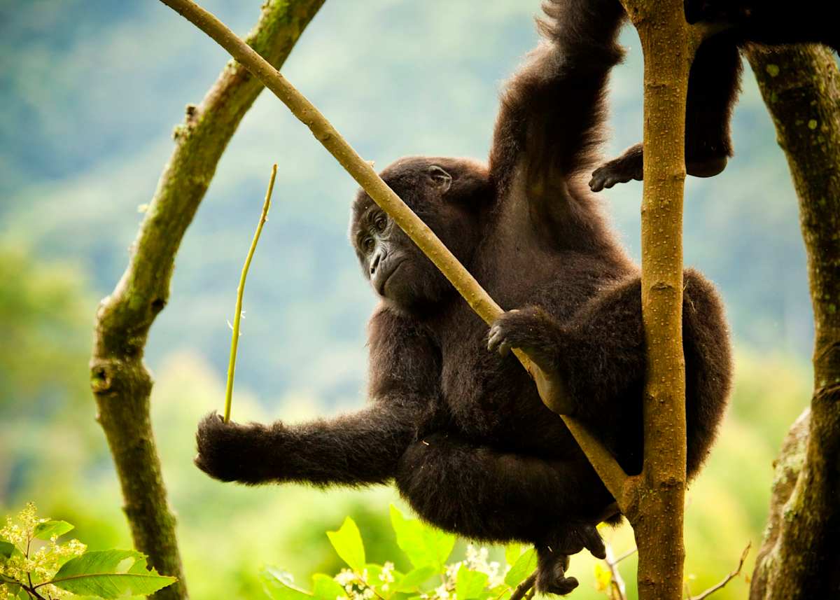 Uganda and Rwanda Gorilla Trekking photo 9