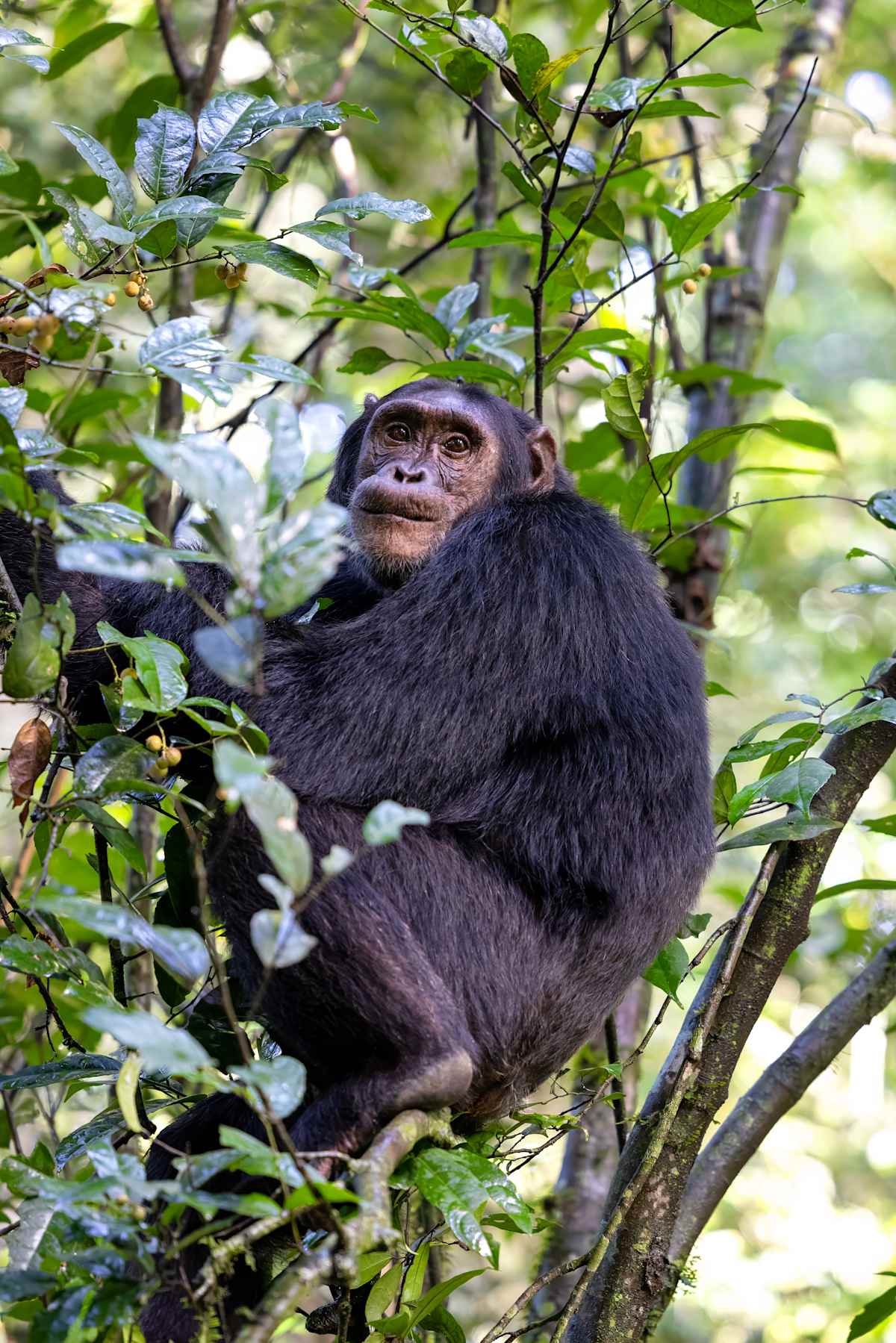 Uganda Gorillas and Game Tracker photo 2