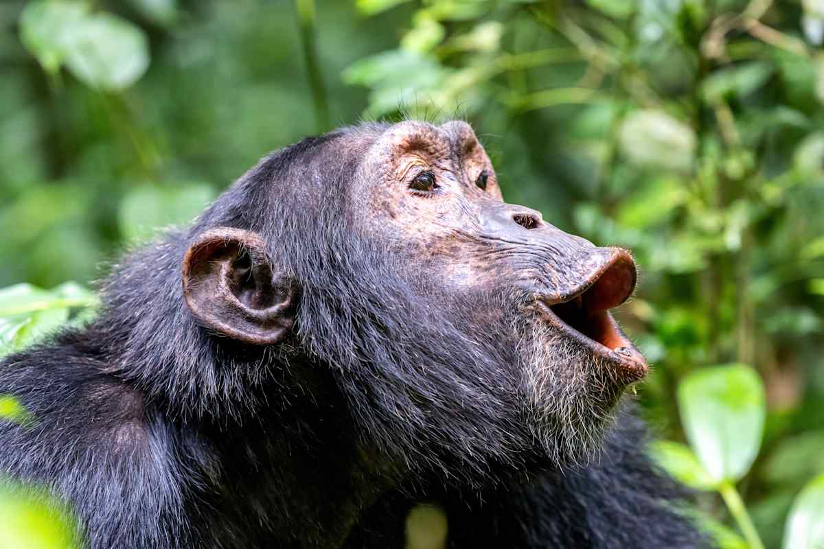 Uganda Highlights  photo 4
