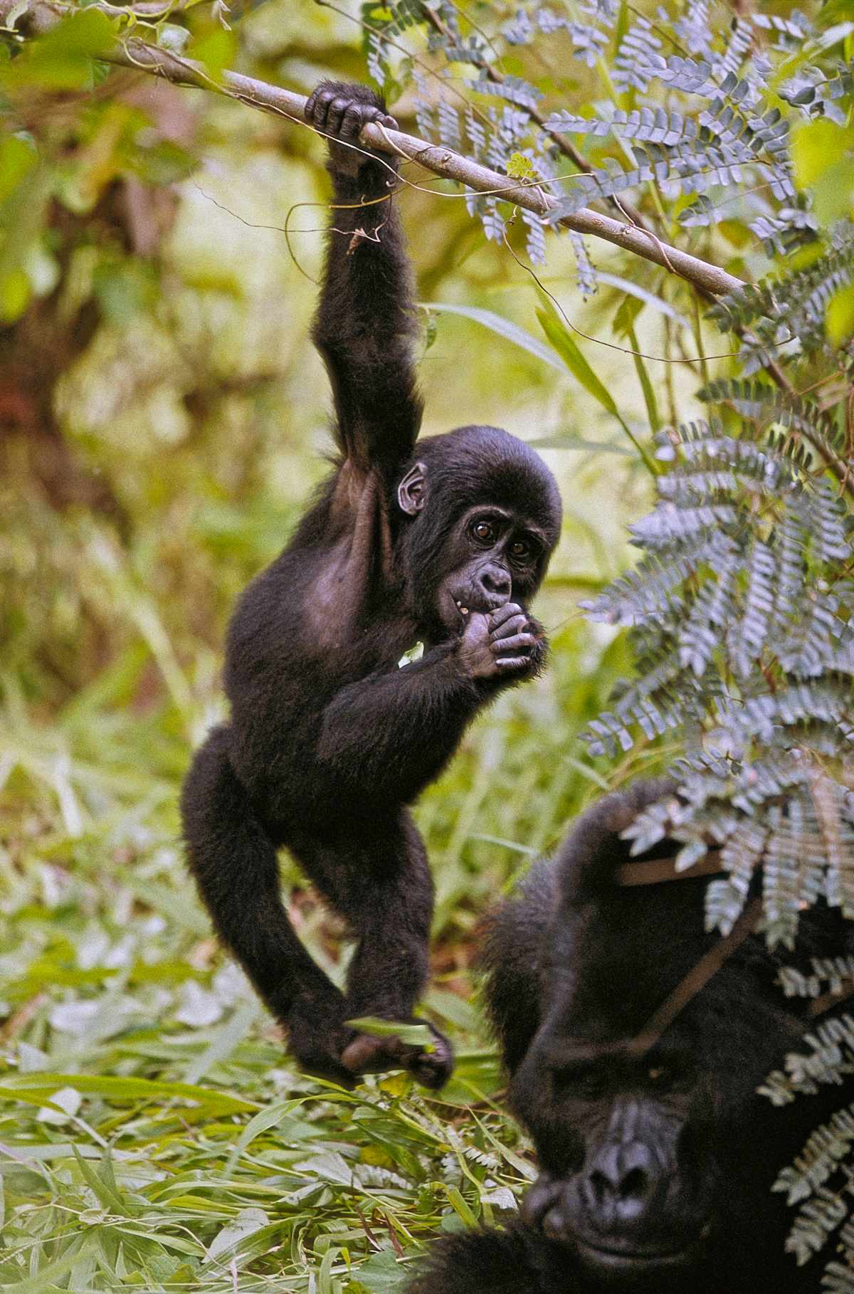 Uganda Highlights  photo 2