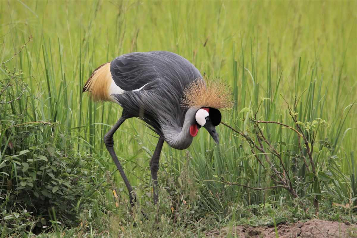 Uganda Highlights  photo 8