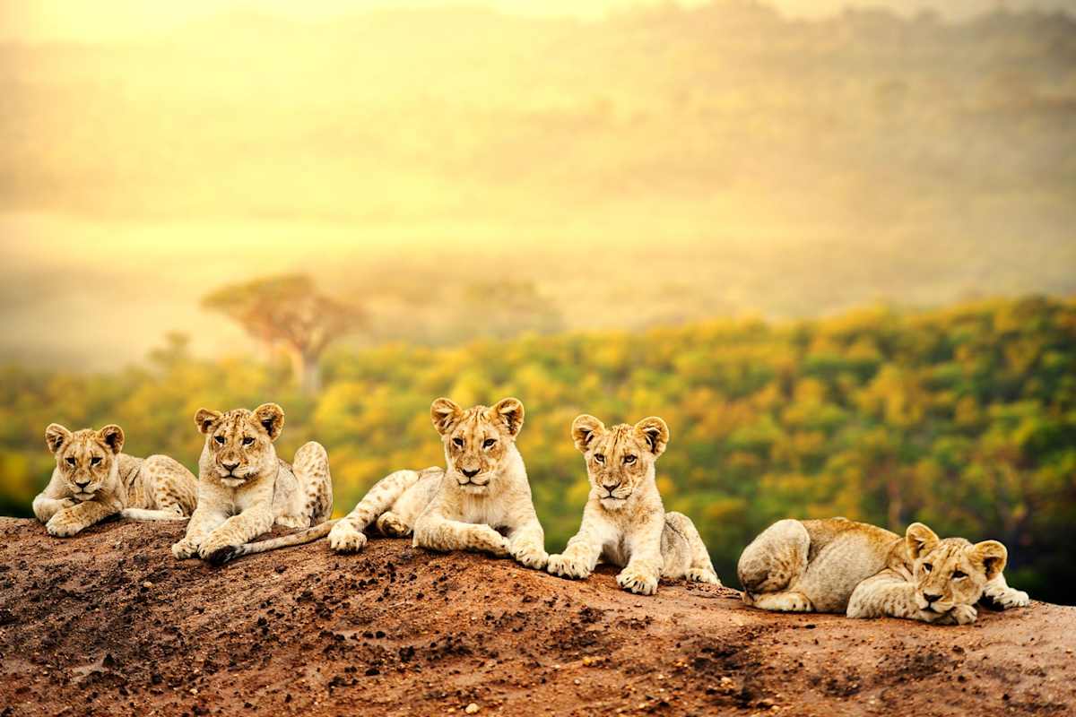 Ultimate Kenya Safari: Rare Species & Starry Nights photo 6