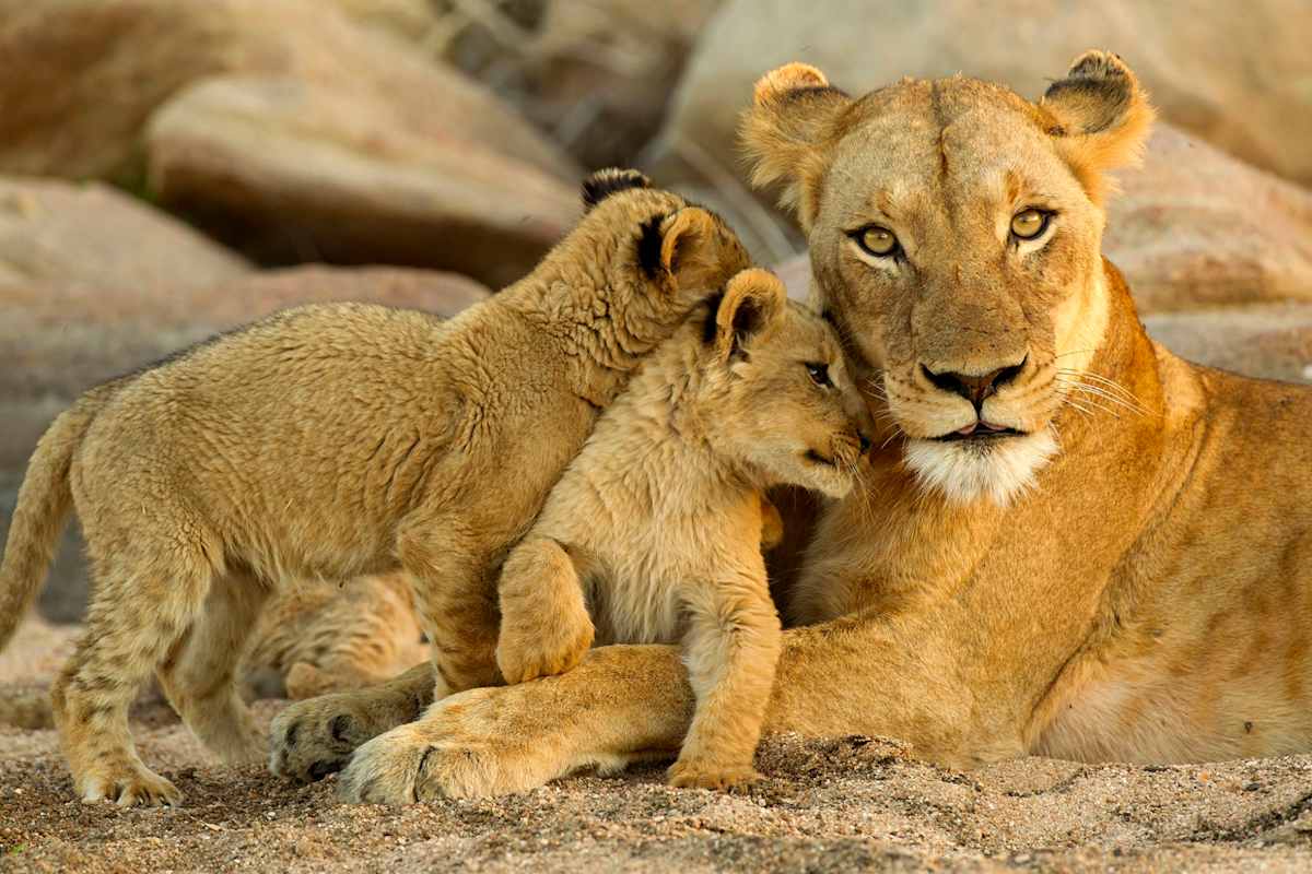 Tanzania Family Safari: Wild Encounters photo 3