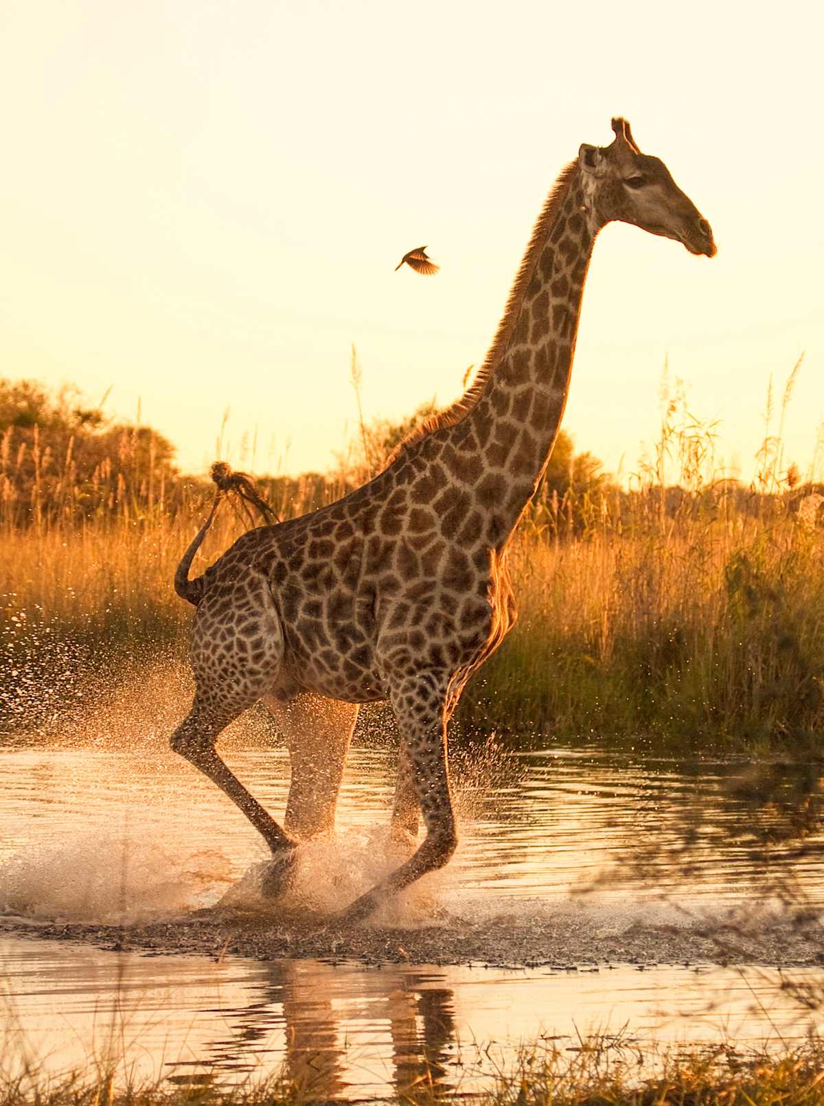 The Best of Botswana & Victoria Falls photo 2