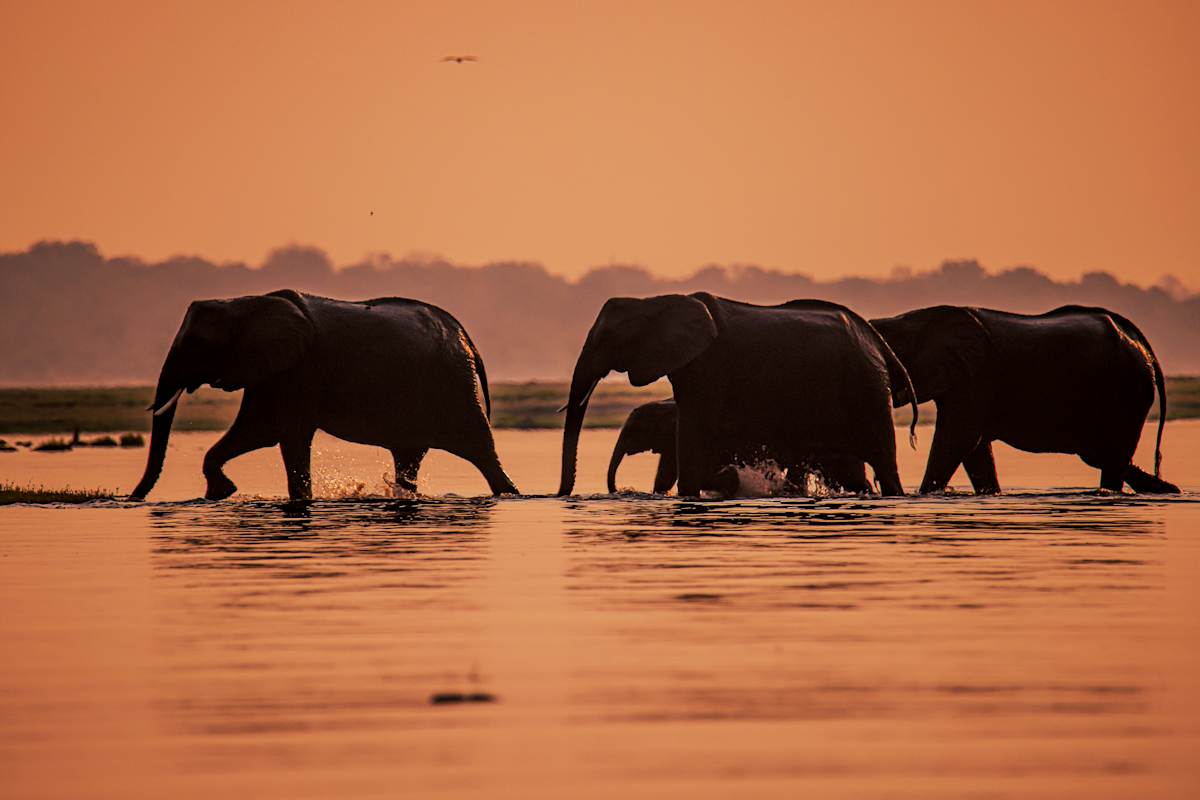 Botswana Unveiled: Chobe & the Okavango photo 5