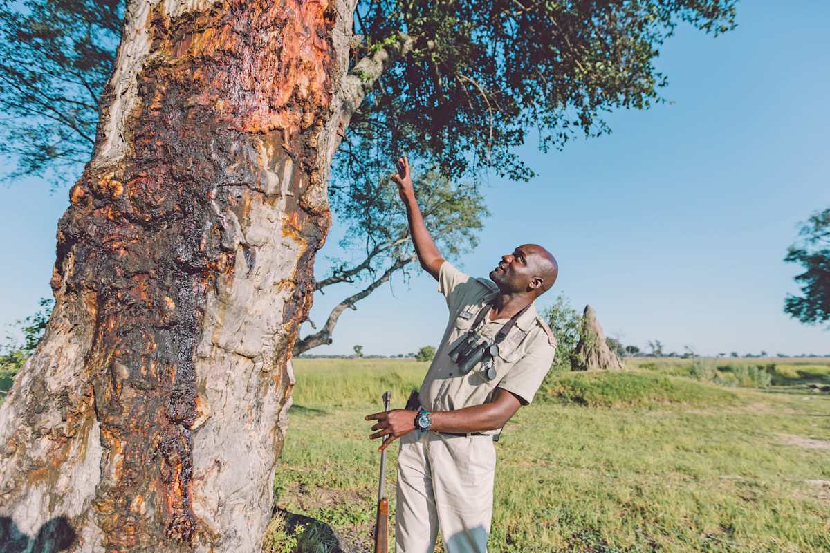 Botswana Unveiled: Chobe & the Okavango photo 9