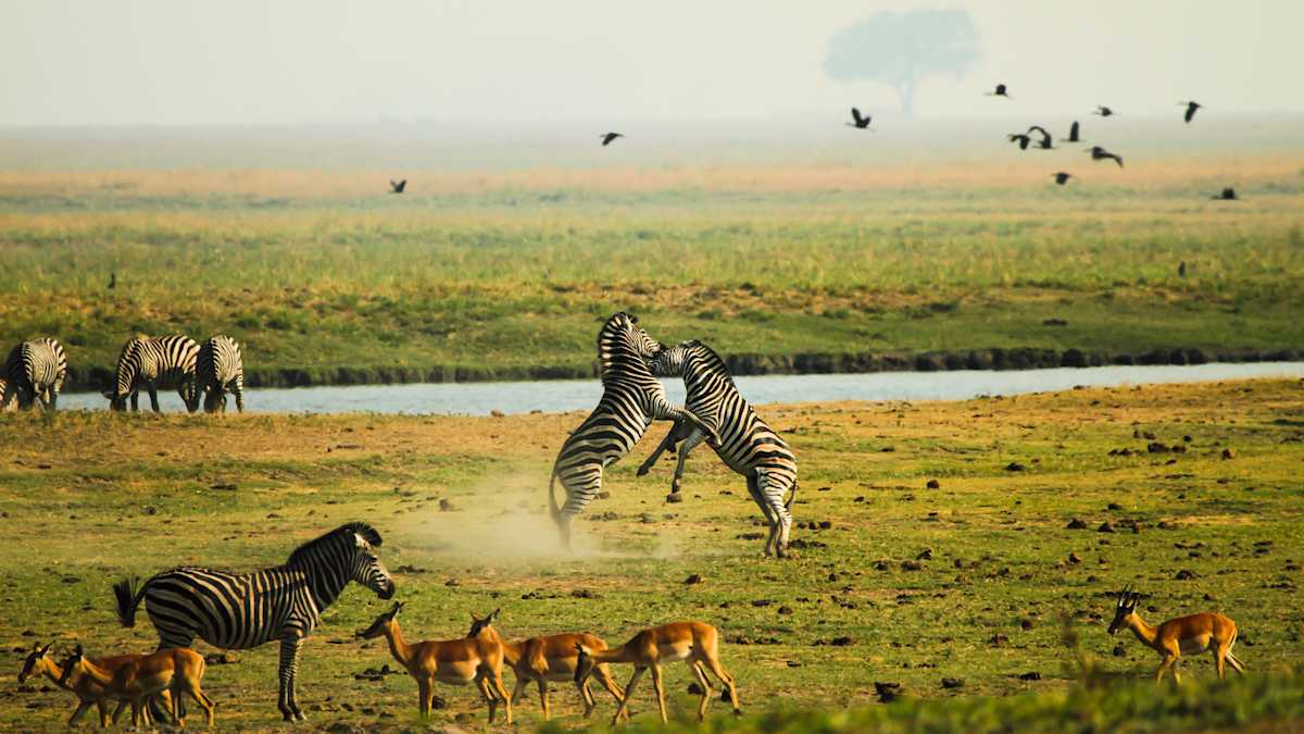 Botswana Unveiled: Chobe & the Okavango photo 8