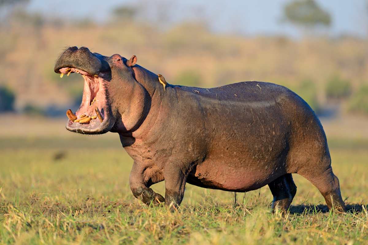 Botswana Unveiled: Chobe & the Okavango photo 6