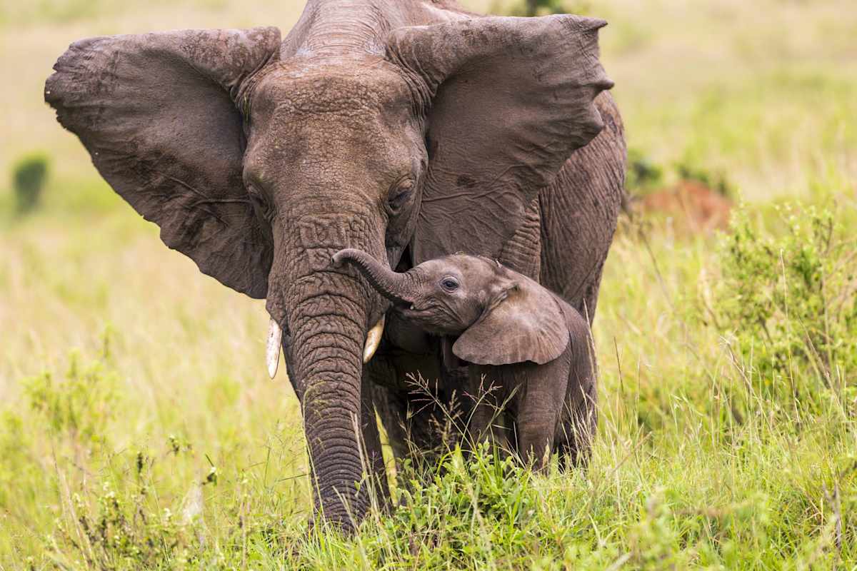 Luxury Kenya Safari with Giraffe Manor photo 8