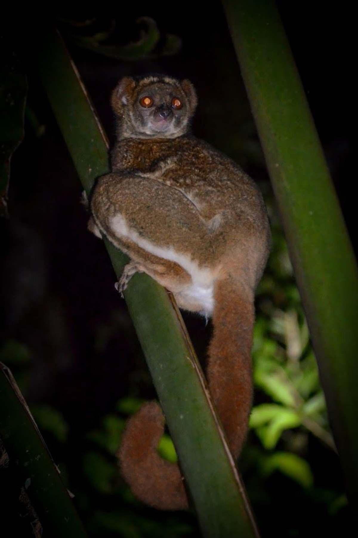 Rainforests of Madagascar Masoala & Andasibe National Park photo 6