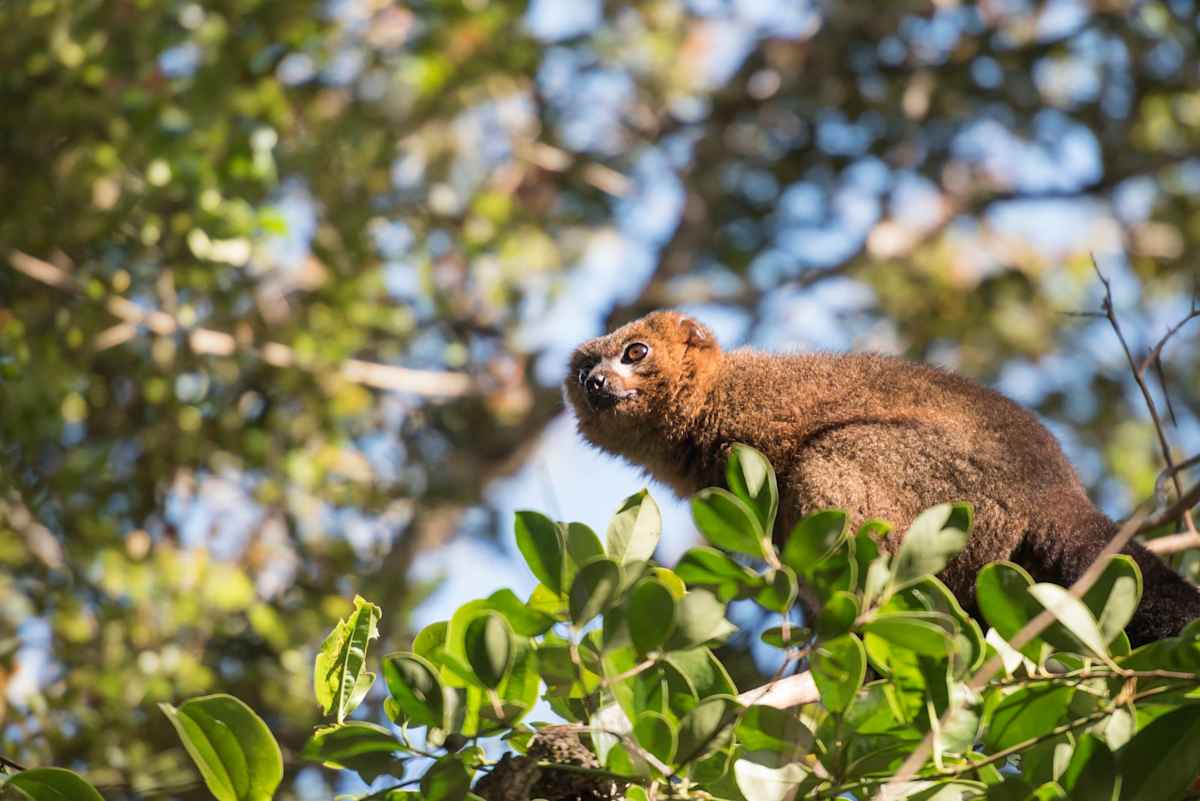Madagascar Highlights photo 7