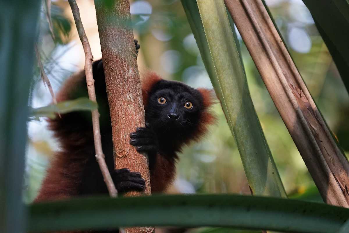 Rainforests of Madagascar Masoala & Andasibe National Park photo 2