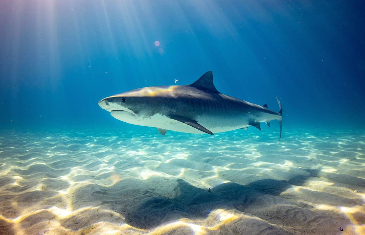 Big 5 of Land & Sea photo 8